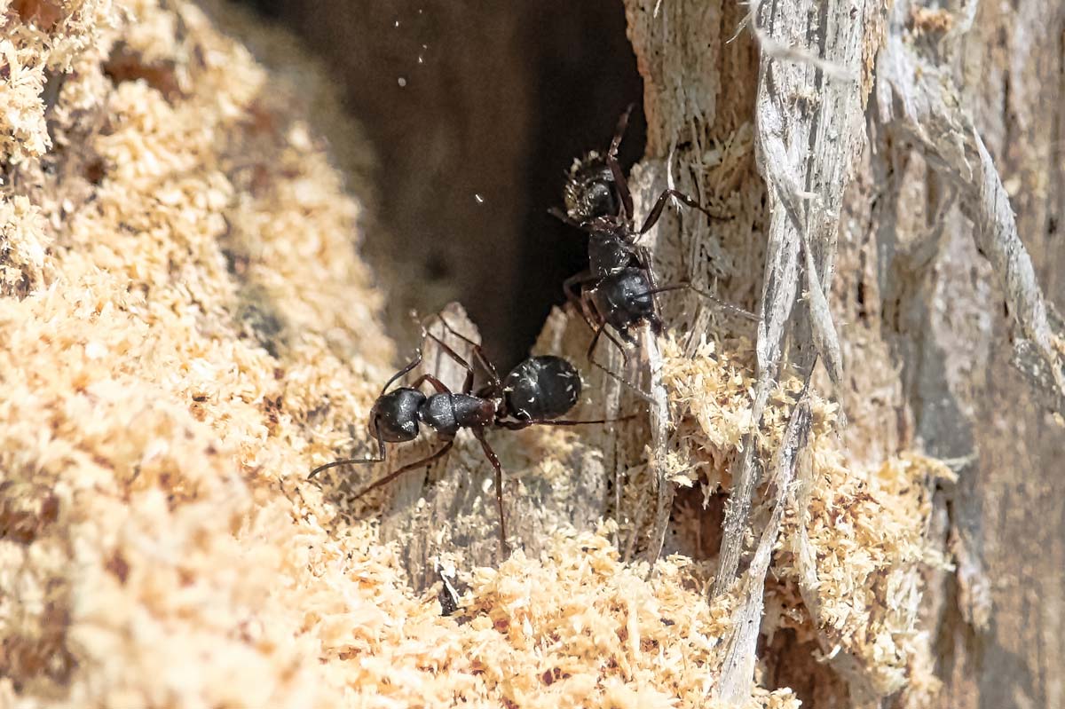 image of carpenter ants