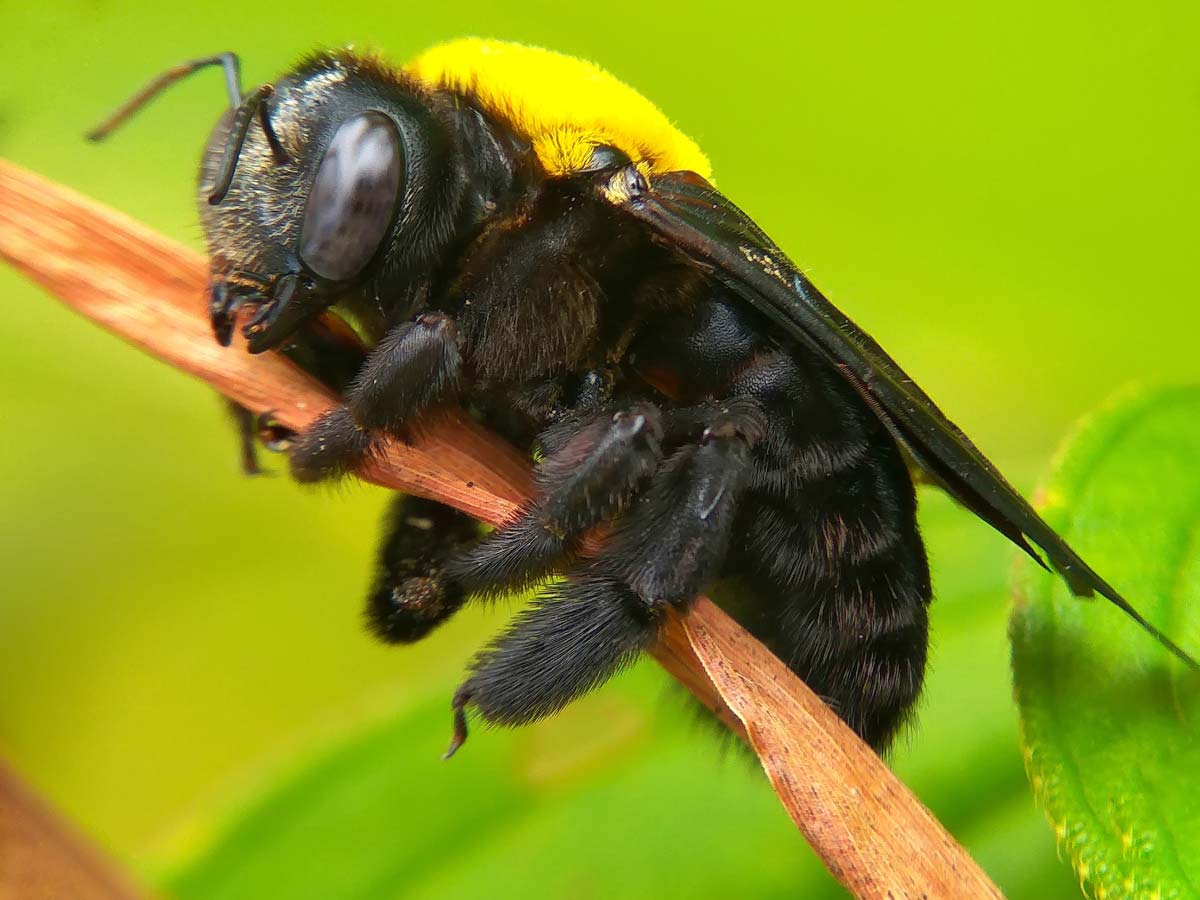 image of carpenter bees