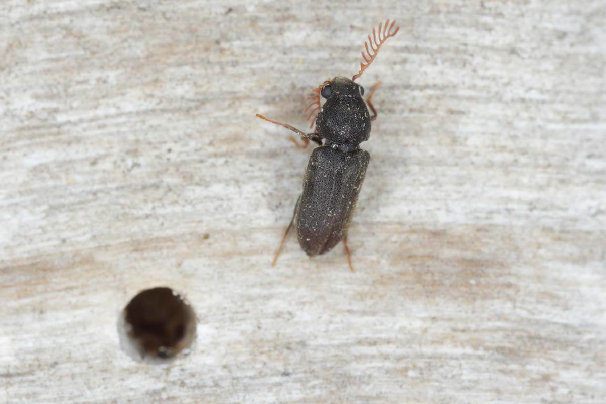 image of powderpost beetle