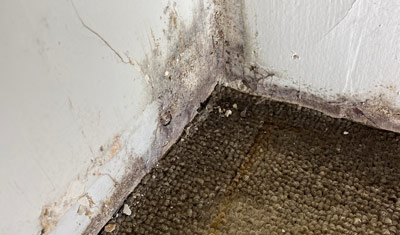 mold found during a mold inspection in Columbus Ohio