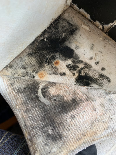 mold found during a mold inspection in Columbus Ohio
