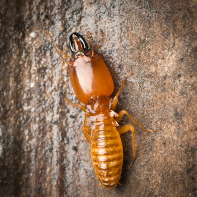 A close up of a soldier termite
