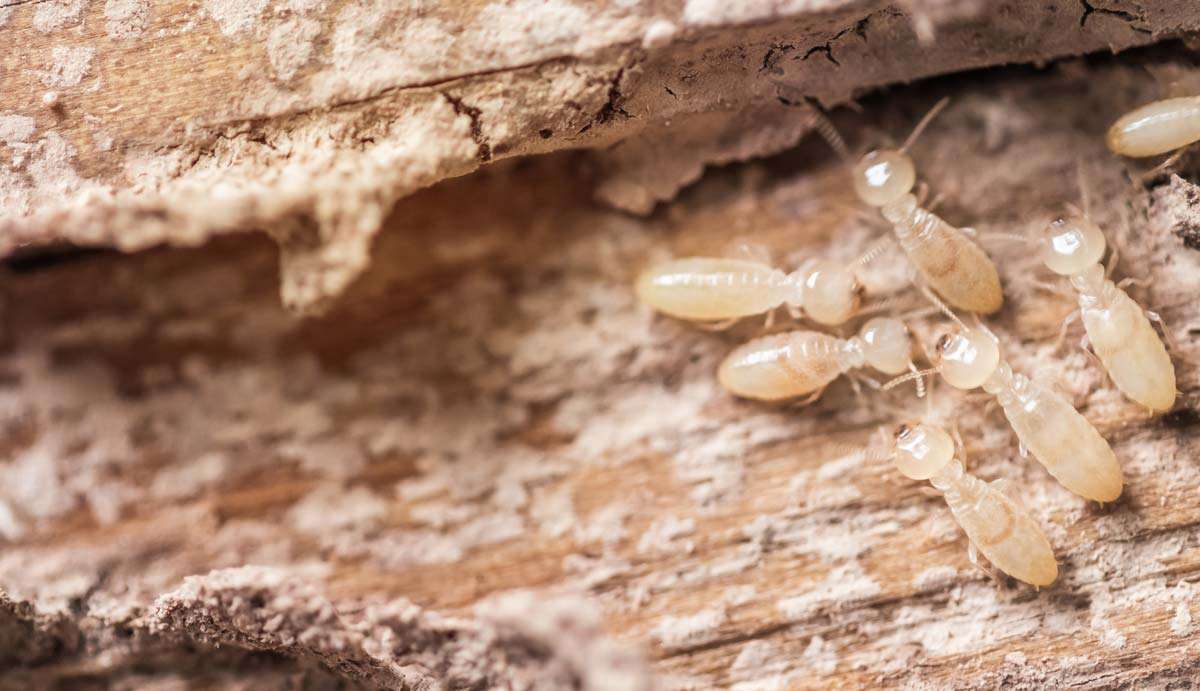 image of termites