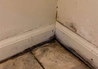 mold found during a mold inspection in Columbus Ohio