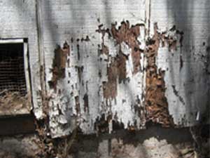 termite inspection service