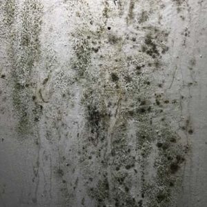 mold in the drywall