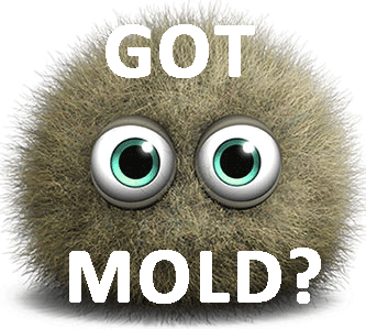 Got mold? Call a mold inspector in Columbus Ohio now!