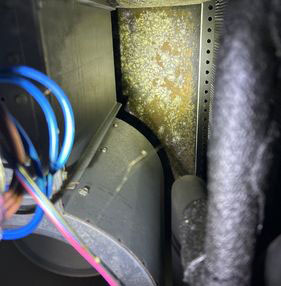 HIC-ELEMENTS- Blog- How HVAC Expertise Helps Find Mold Problems