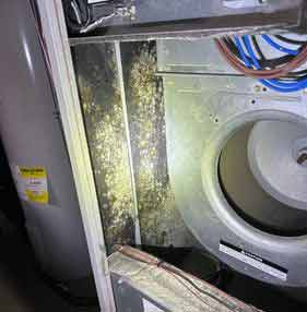 image-hvac-mold2