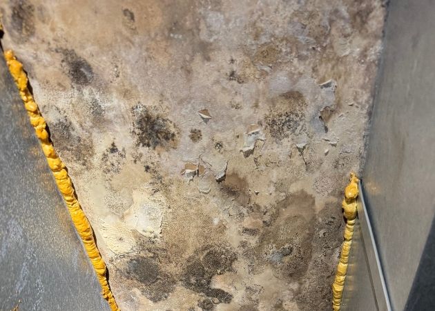 Mold growth caused by chronic moisture found during a home inspection