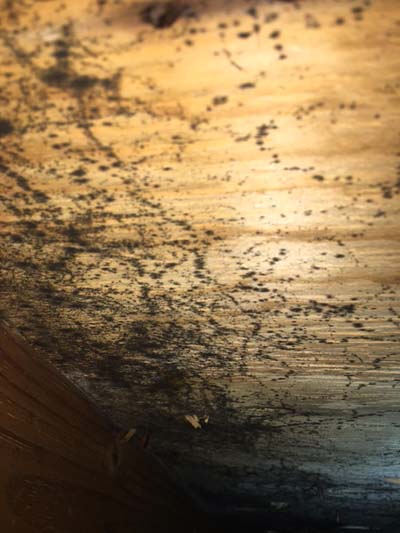 mold in the attic found during a mold inspection in Columbus Ohio