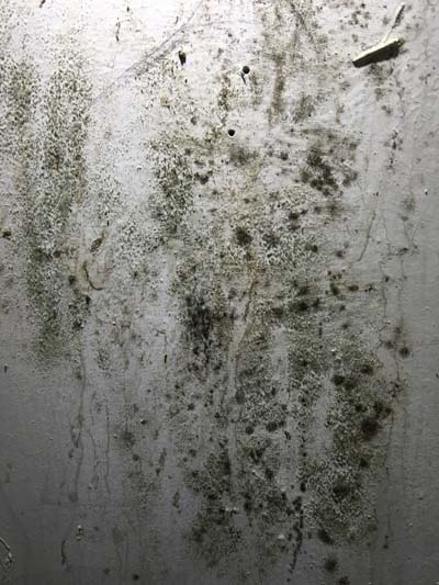 mold in the drywall during a mold inspection in Columbus Ohio