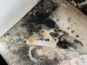 Mold inspection and testing service in Ohio
