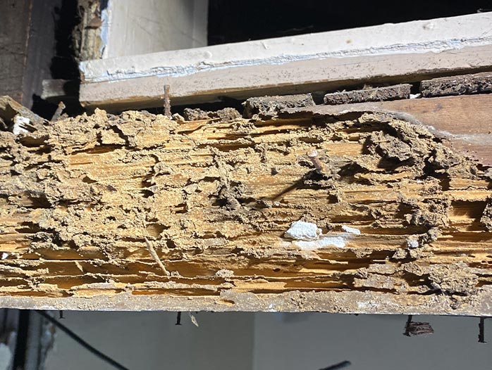 Termite inspection and pest inspection service in Ohio