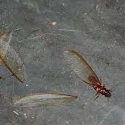 An example of termites shedding their wings