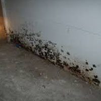 mold fungi found in the basement during a home inspections